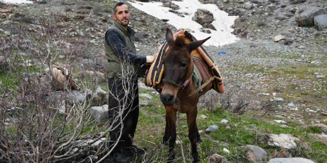 Sabah ezanında katırlara atlayıp yola çıkıyorlar! Dağ bayır gezip tek tek topluyorlar 3
